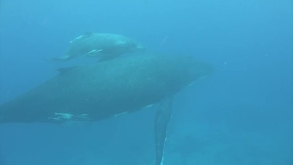 Whale family idyll underwater in Pacific Ocean. Megaptera Novaeangliae whale in blue water in Tonga Polynesia. Concept of giant sea animals and megafauna.