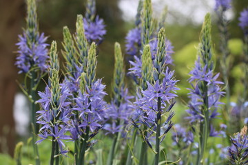 field of purple flowers