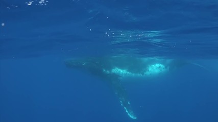 Humpback whale calf with cow whale underwater in Pacific Ocean. Megaptera Novaeangliae whale in blue water in Tonga Polynesia. Concept of giant sea animals and megafauna.