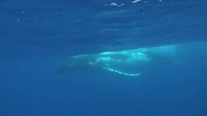 Humpback whale underwater near water surface in Pacific Ocean. Megaptera Novaeangliae whale in blue water in Tonga Polynesia. Concept of giant sea animals and megafauna.