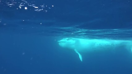 Humpback whale waves fin hello out of water in ocean. Sea animals Megaptera Novaeangliae dives on background of water surface. Concept of giant sea animals in wild.
