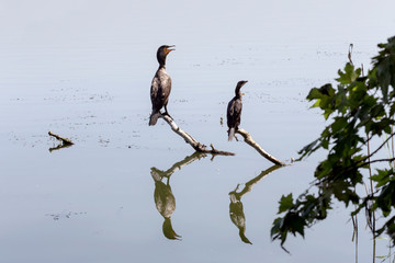 Great Cormorant male and female(Phalacrocorax carbo)