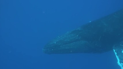 Humpback whale underwater in Pacific Ocean. Megaptera Novaeangliae whale in blue water in Tonga Polynesia. Concept of giant sea animals and megafauna.
