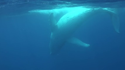 Humpback whale underwater near water surface in Pacific Ocean. Megaptera Novaeangliae whale in blue water in Tonga Polynesia. Concept of giant sea animals and megafauna.