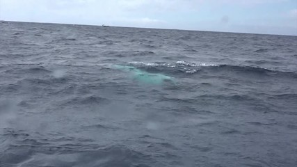 Tail of humpback whale above water surface and underwater video frame of whale in Pacific Ocean. Giant animal Megaptera Novaeangliae in Tonga Polynesia.