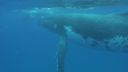 Humpback whale calf with cow whale near water surface in Pacific Ocean. Megaptera Novaeangliae whale in blue water in Tonga Polynesia. Concept of giant sea animals and underwater megafauna.