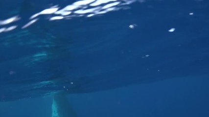 Tail of humpback whale above water surface and underwater video frame of whale in Pacific Ocean. Giant animal Megaptera Novaeangliae in Tonga Polynesia.