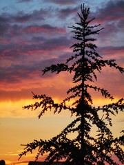 tree silhouette sunset colorful cloudscape