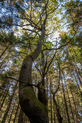 Fototapeta premium A large tall tree in Pokaini Forest. Magic forest in Latvia. Baltic. Landscape.