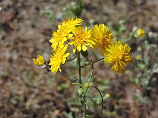 Obraz premium yellow flowers in the garden