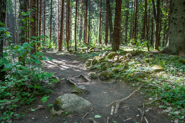 Walkway in mysterious Pokaini Forest with stones and roots. Latvia. Baltic.  Landscape.