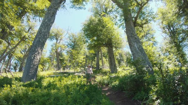 Female trekker backpacker exploring the rain forest of the Patagonian region. 4k