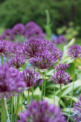 Allium purple garden flower 