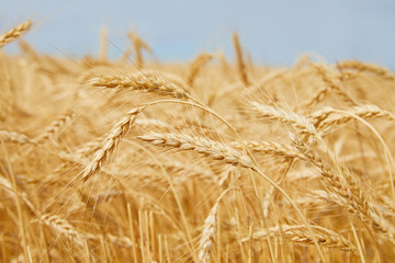 Golden yellow wheat ears on field against the blue sky. The rye crop (Secale cereale) close-up. Secale cereale field close up