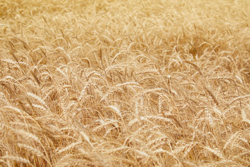 Golden yellow wheat ears on field against the blue sky. The rye crop (Secale cereale) close-up. Secale cereale field close up