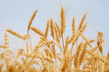 Golden yellow wheat ears on field against the blue sky. The rye crop (Secale cereale) close-up. Secale cereale field close up