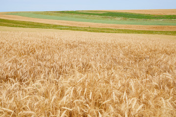 Golden ears of rye growing in the field. Ripe ears, agriculture.