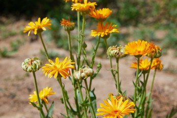 Calendula officinalis or Pot Marigold, Common Marigold, Scotch Marigold, Ruddles, Pot Marigold. Bright summer background with orange flowers of calendula growing in the summer garden