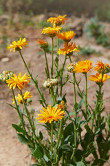 Calendula officinalis or Pot Marigold, Common Marigold, Scotch Marigold, Ruddles, Pot Marigold. Bright summer background with orange flowers of calendula growing in the summer garden