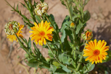 Calendula officinalis or Pot Marigold, Common Marigold, Scotch Marigold, Ruddles, Pot Marigold. Bright summer background with orange flowers of calendula growing in the summer garden