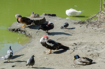 Fototapeta premium wild birds by the pond at the zoo