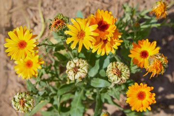 Calendula officinalis or Pot Marigold, Common Marigold, Scotch Marigold, Ruddles, Pot Marigold. Bright summer background with orange flowers of calendula growing in the summer garden
