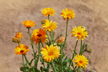 Obraz premium Calendula officinalis or Pot Marigold, Common Marigold, Scotch Marigold, Ruddles, Pot Marigold. Bright summer background with orange flowers of calendula growing in the summer garden