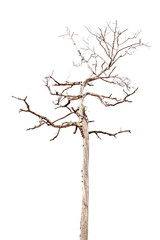 dead tree isolated