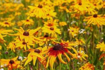 Yellow Rudbeckia (coneflowers, black-eyed-susans) flowers close-up. Rudbeckia in the garden. Yellow-brown flowers with outstanding seed at the center of a dark color