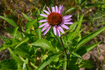 Fototapeta premium Single flower of Coneflower, Echinacea angustifolia. Close up of pink Echinacea flower