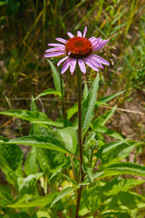 Single flower of Coneflower, Echinacea angustifolia. Close up of pink Echinacea flower