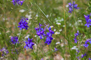 Consolida regalis, forking larkspur, rocket-larkspur, and field larkspur purple small flowers on the field.  Herbaceous plant of the buttercup family (Renonculaceae)