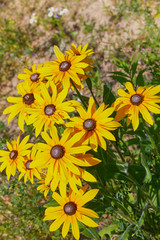 Yellow Rudbeckia (coneflowers, black-eyed-susans) flowers close-up. Rudbeckia in the garden. Yellow-brown flowers with outstanding seed at the center of a dark color