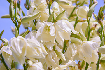 White Yucca filamentosa bush flowers, other names include Adams needle, common yucca, Spanish...