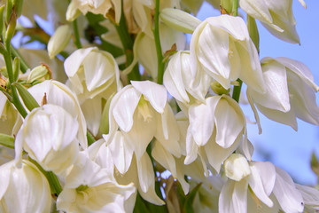 White Yucca filamentosa bush flowers, other names include Adams needle, common yucca, Spanish bayonet, bear-grass, needle-palm, silk-grass, and spoon-leaf yucca.