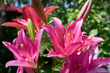 Vibrant pink or magenta lily flower on natural background. Summer background.