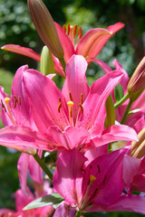 Vibrant pink or magenta lily flower on natural background. Summer background.