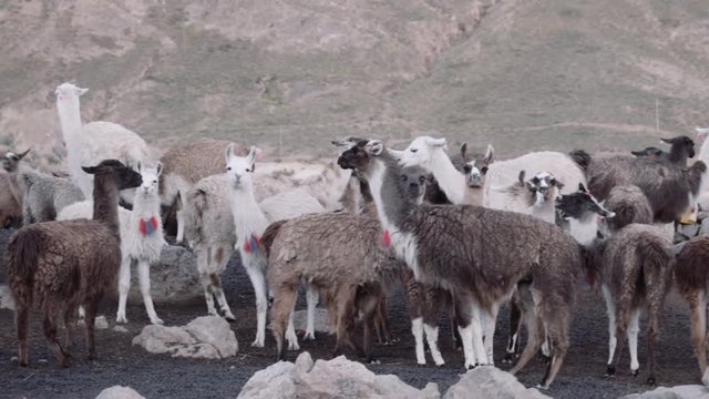 Herd of llamas inside the rock fence after sunset. 4k