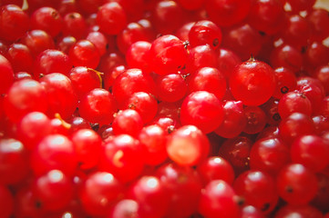 Macro photo of red currant berries background.