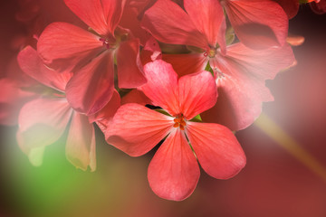 Fototapeta na wymiar Geranium flower closeup background on blurry light effcet