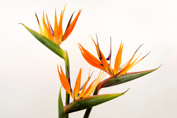 Bird of paradise,flowers in a vase on a white background.