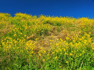 春の江戸川土手に咲く菜の花風景