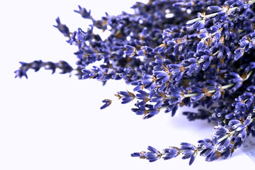 Dried lavender flowers on a white background.