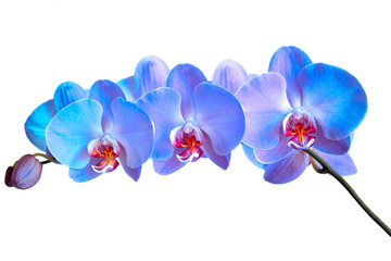 branch with blooming flowers of blue orchid on a white background