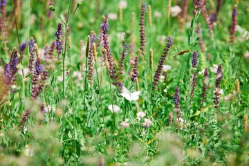 Salvia pratensis, violet blue meadow flowers.