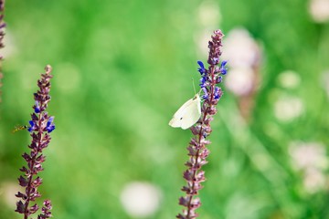 Salvia pratensis, violet blue meadow flowers - Cabbage White