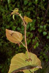 Ameisen versorgen Blattläuse