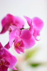 Beautiful purple orchid phalaenopsis flowers. Orchid flowers.