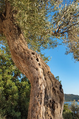 Fototapeta premium Old olive tree trunk, roots and branches