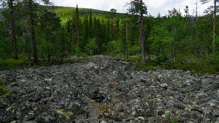 Stone scree in the northern forest
